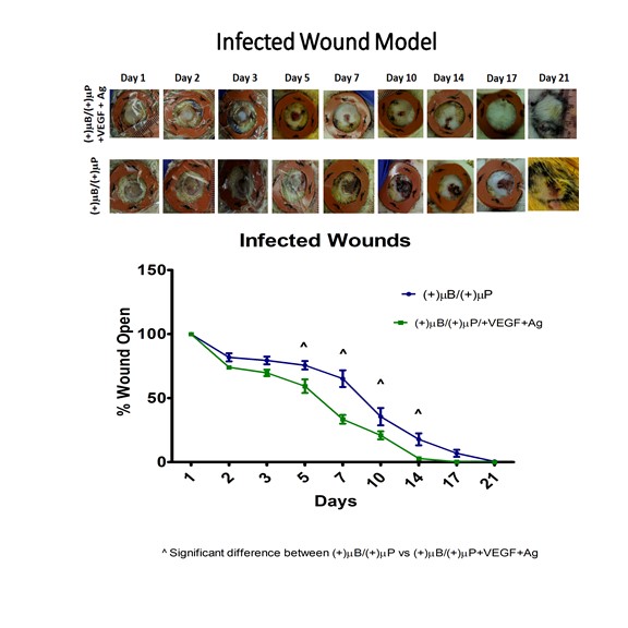 infected-wound-model