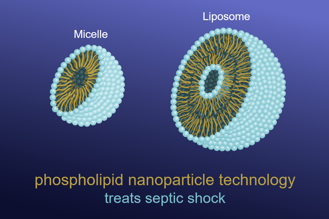 Graphic depictions of a Micelle and Liposome. Phospholipid nanoparticle technology treats septic shock.