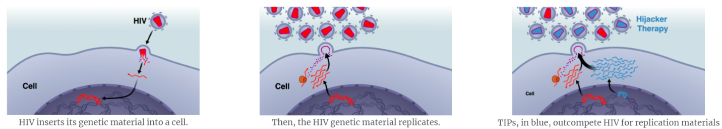 HIV inserts its genetic material into a cell. Then, the HIV genetic material replicates. TIPs, in blue, outcompete HIV for replication materials.