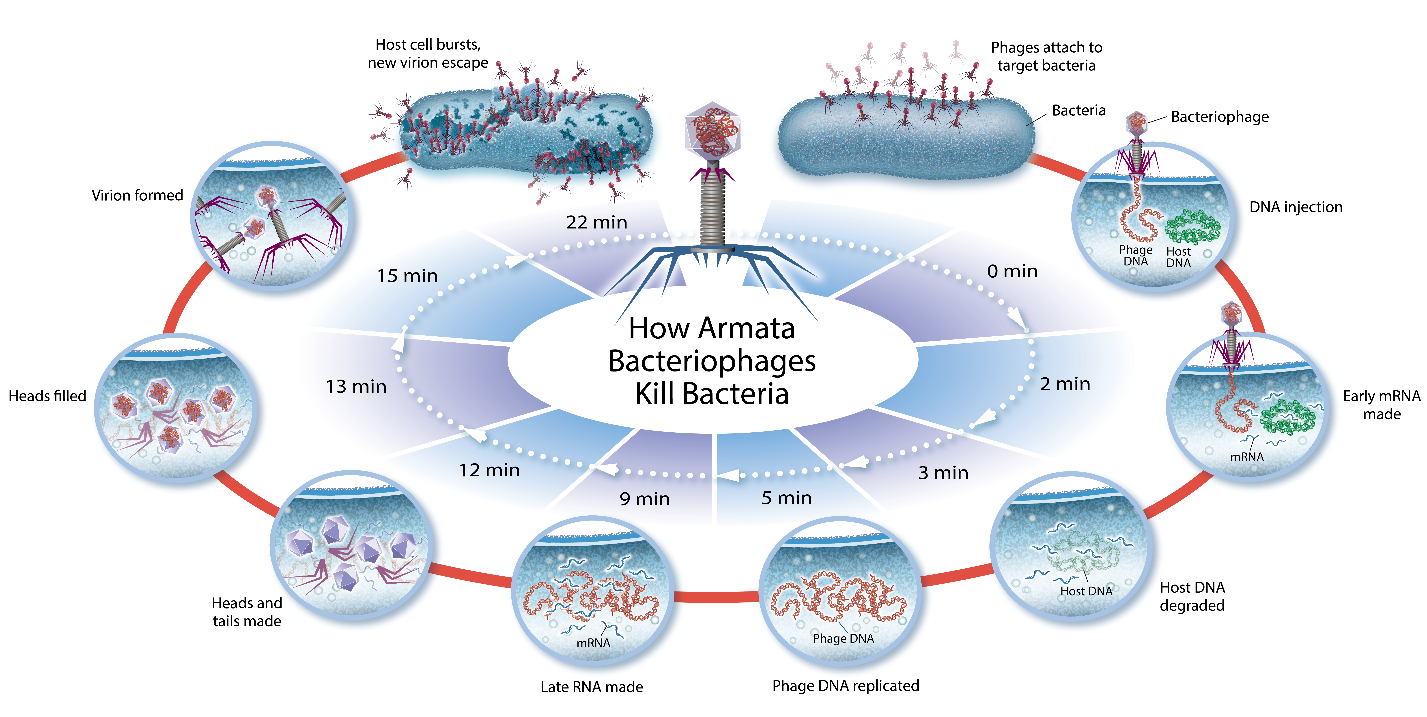 How Armata Bacteriophages Kill Bacteria: Phages attach to target bacteria; Bacteriophage injects DNA into host DNA; Early mRNA made; Host DNA degrade in host; Phage DNA replicated; Late RNA made; Heads and tails made; Heads filled; Virion formed; Host cell bursts new virion escape.