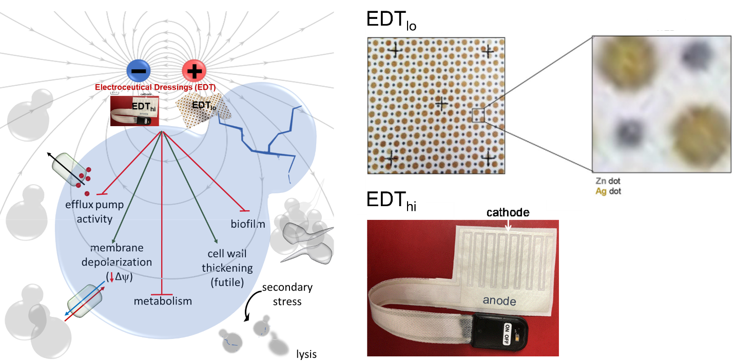 Electrocuetical Dressing (EDT) Product Process Cycle