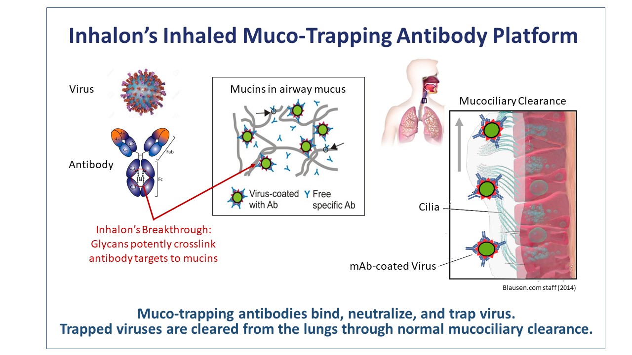 Inhalon’s Inhaled Muco-Trapping Antibody Platform: The image shows a virus and and antibody. Inhalon’s Breakthrough: Glycans potently crosslink antibody targets to mucins. Then an image of mucins in airway mucus with the virus coated with Ab and Free specific Ab. Muco-trapping antibodies bind, neutralize and trap virus. Trapped viruses are cleared from the lungs through normal mucociliary clearance.