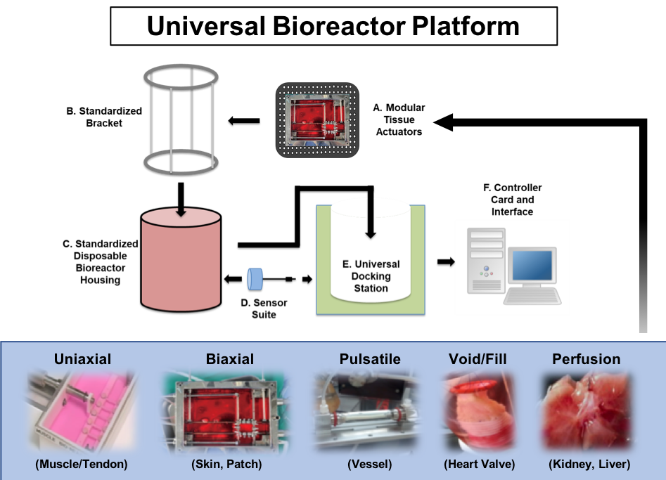 Schematic of the Universal Bioreactor Platform: The modular Tissue Actuators (Uniaxial (muscle/tendon), Biaxial (skin, patch), Pulsatile (vessel), Void/Fill (heart valve) or Perfusion (kidney, liver) move to the Standardized Bracket. Then the bracket moves to the standardized disposable bioreactor housing and then the sensor suite is attached. The housing is then placed into the universal docking station and then connected to the controller card and interface.